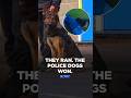 Best of: Police Dogs in Action