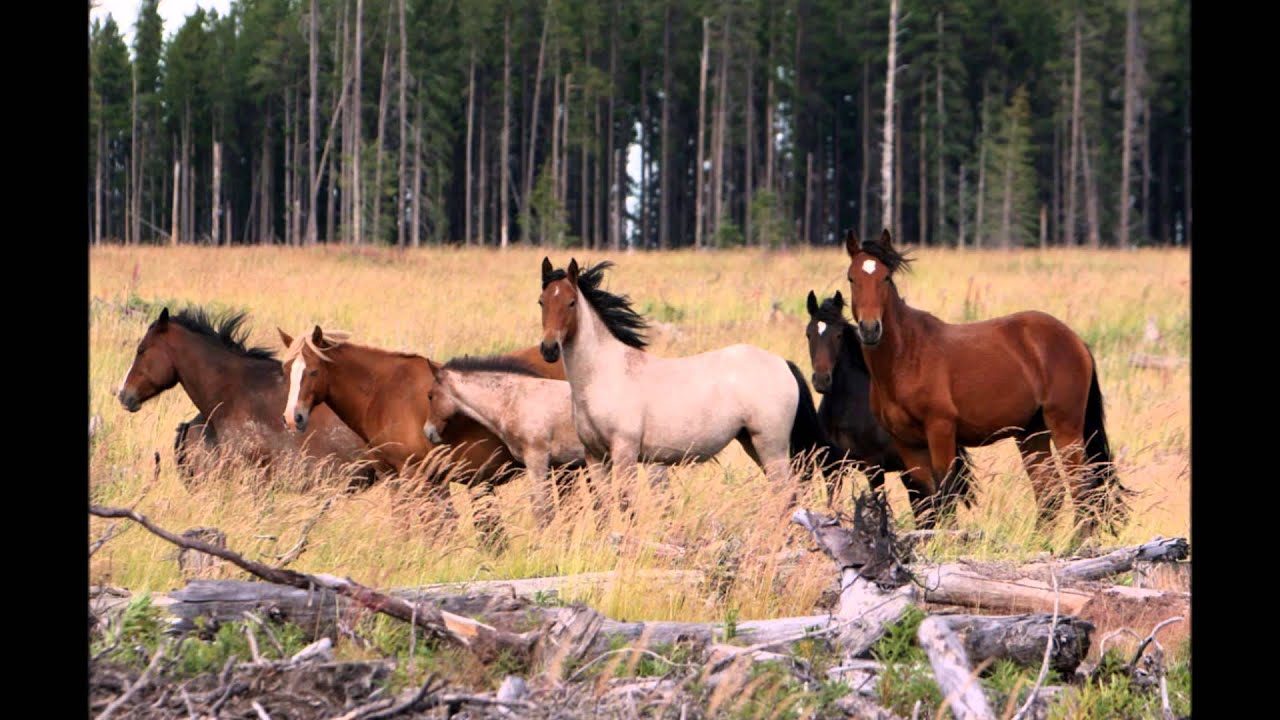 Wildie. Дикие лошади в природе. Дикие лошади в Мурманской области. Horse Valley лошади. Дикие лошади Мустанги фото.