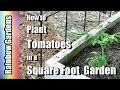 How to Plant Tomatoes in a Square Foot Garden and Trellis Ideas