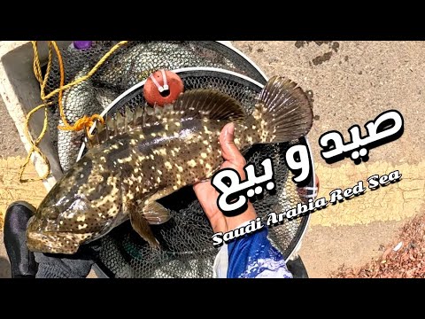 حراج السمك فاضي ما نزلوا الصيادين