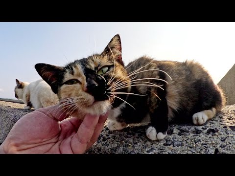真っ黒なお鼻の三毛猫とシャム猫が堤防の上に並んでモフられる