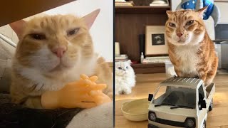 Try Not To Laugh 🤣 New Funny Cats Video 😹 - Fails of the Week Part 15