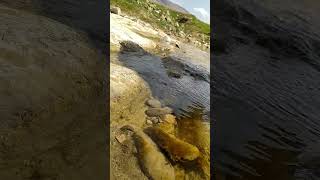 Sana Güzel Sevda Demek...