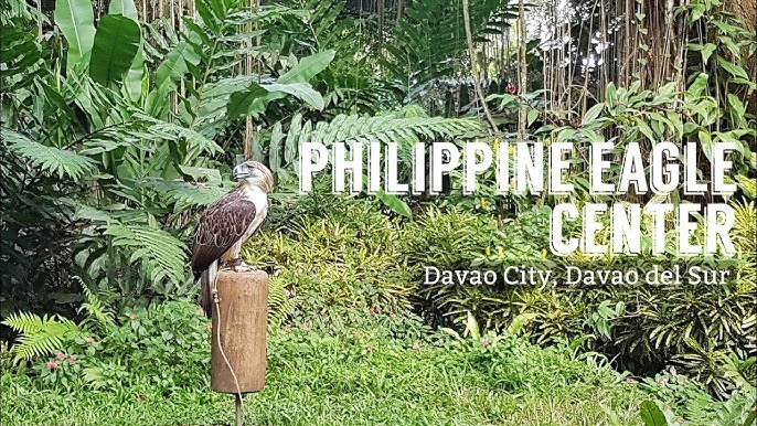 Philippine Eagle Center | Davao City - YouTube