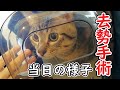 猫の去勢手術当日！お迎えに行ったら先生も驚きの事態に…