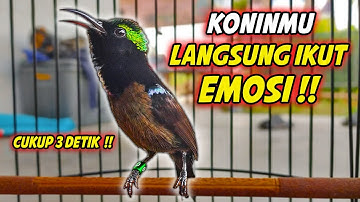 KOLIBRI NINJA GACOR FULL BONGKAR ISIAN ROLL TEMBAK !! DIJAMIN COCOK BUAT PANCINGAN KONIN MALAS BUNYI