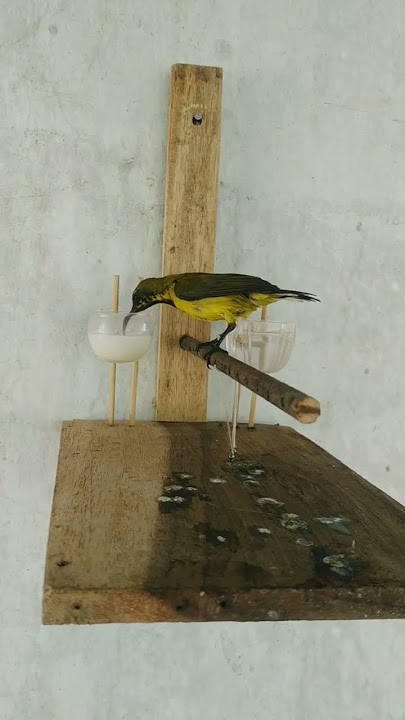 Reaksi hari pertama burung sogon hasil pikatan di sangkar layang #burungsogon