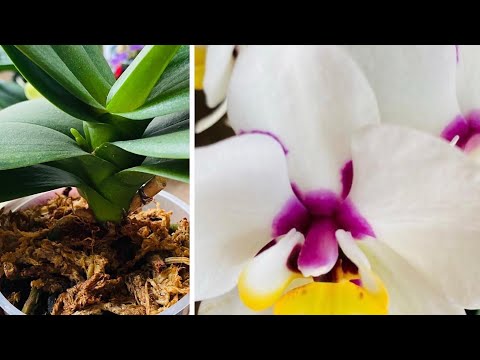 Video: Å dyrke innfødte orkideer - Lær om ville orkideplanter