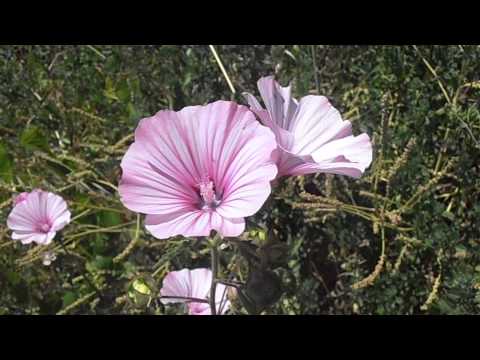 Vídeo: Informació de la planta de lavatera: com cultivar plantes de malva rosa de lavatera