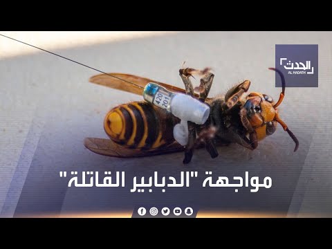 بعد بحث مضن تدمير أول عش لدبابير آسيوية قاتلة في أميركا