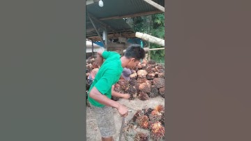 The correct and safe technique for lifting oil palm fruit