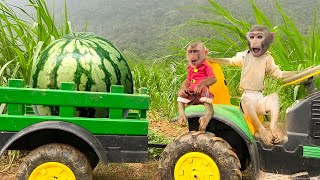 A very happy day of watermelon picking for Bim Bim by Baby Monkey Animal 25,058 views 13 days ago 3 minutes, 7 seconds