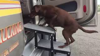 For Truckers with Big Dogs, Pet Steps!