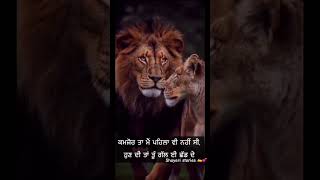 #shayeri #love #shortsviral #punjbaisong #punjabimusic #trendingshorts #love #happy #brar