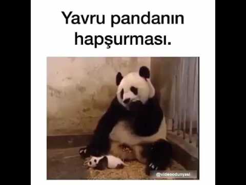 YAVRU PANDANIN KOMİK HAPŞURMASI!!! :)))