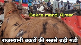 सिरोही अजमेरी गुजरी बकरों की सबसे बड़ी मंडी | bakra mandi ajmer update | largest eid bakra market