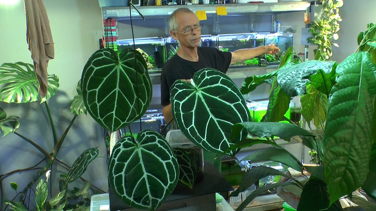 Aquaristik Raum Tour durch das Geschehen der Aquarien mit vielen