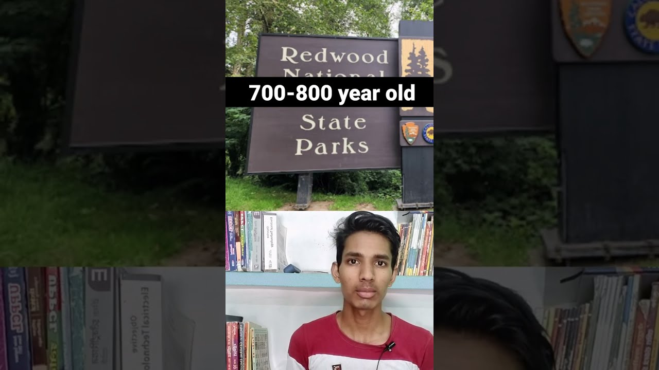 World s Longest Tree In The World YouTube World s Longest Tree In The World YouTube