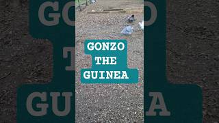 Gonzo the Guinea Fowl