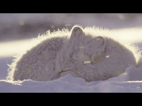 Песец: искусство выживания! Интересные факты о полярной лисице