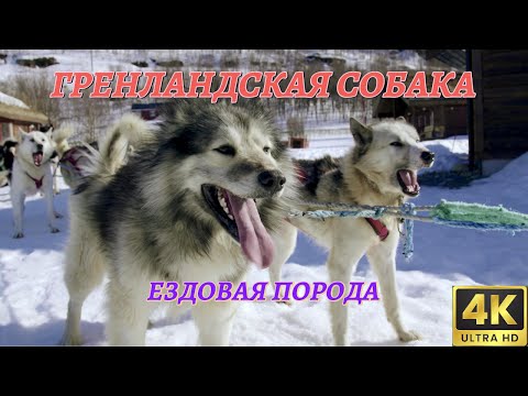 Гренландская собака. Северная ездовая порода.