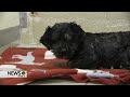 Panhandle Humane Society Staff Shines During Unprecedented Animal Hoarding Intake; Monetary Donation