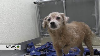 Panhandle Humane Society Staff Shines During Unprecedented Animal Hoarding Intake; Monetary Donation