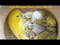 LIVE:  Day 24 – Red Eyes Budgies Nest Cam  - Parrot Birds Growth Update - Animals And Birds is live!