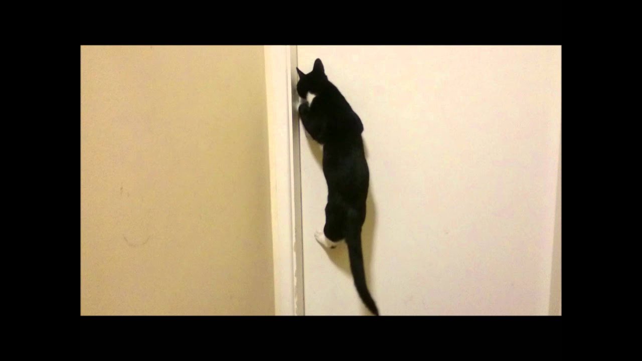 Bob Almighty Cat Opening Doors YouTube