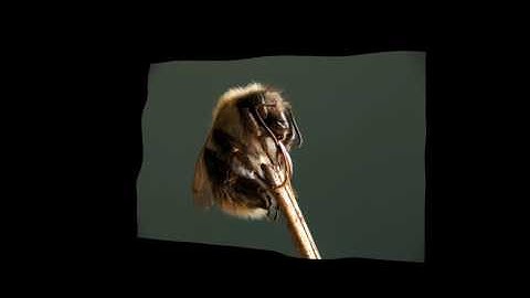 Bee in 3D from Helicon focus 6.7.1 trial version
