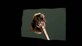 Bee in 3D from Helicon focus 6.7.1 trial version Bee in 3D from Helicon focus 6.7.1 trial version