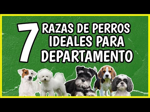 Video: 7 razas de perros que son ideales para la vida del apartamento