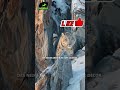 Choc : le léopard surgit dans la montagne