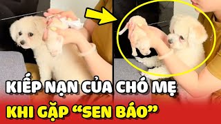 Cô chó mẹ với 1001 KIẾP NẠN khi con mình rơi vào tay bọn SEN BÁO  | Yêu Lu