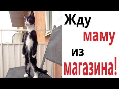 Лютые приколы. ЖДУ МАМУ ИЗ МАГАЗИНА!!! Самое смешное видео! Угар до слёз! – Domi Show!