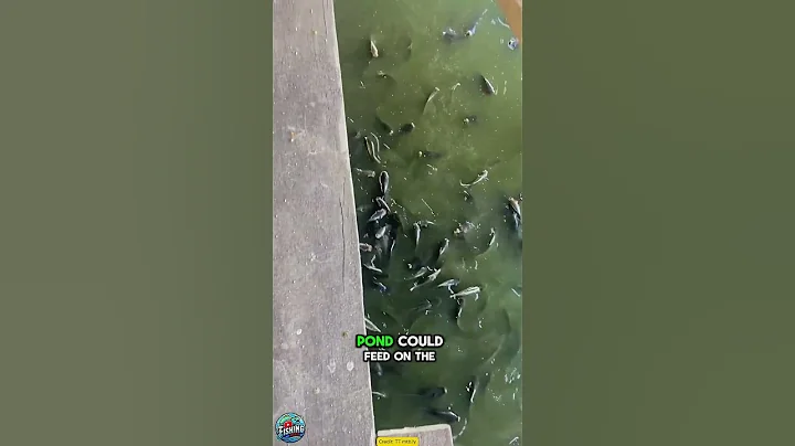 Genius Farmer Builds Chicken Coop Over Fish Pond!