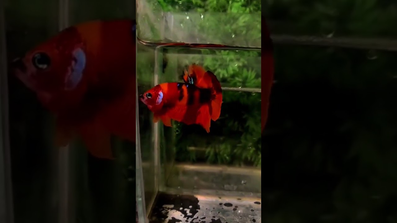 Nemo candy koi plakat pair available 