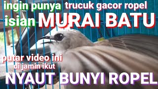 ingin punya trucuk bersuara murai batu?putar aja video pancingan trucukan gacor agar bunyi ropel ini