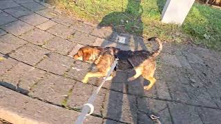 Download Lagu Tiriss aan de wandel MP3