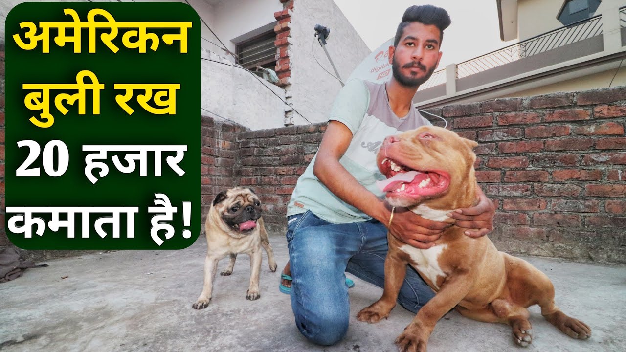 american bully price in indian rupees