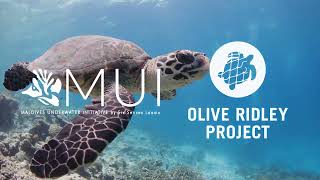 Protecting Turtles in Laamu Atoll, Maldives, with Olive Ridley Project and MUI