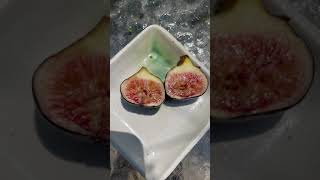 Black Manzanita 2021