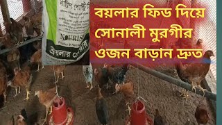 কোন খাবারে সোনালী মুরগীর ওজন দ্রুত বাড়বে দেখুন ভিডিওতে / Sonali Chiken Farm/murgi palon