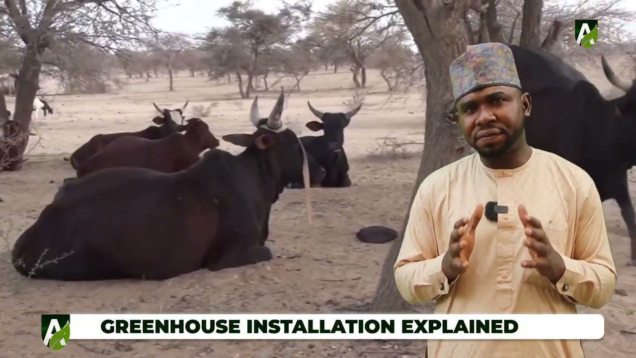 Greenhouse Farming in Nigeria: Expert Insights on Climate Change, Costs and Food Security