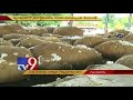 AP govt opens CCI centres to buy cotton from farmers