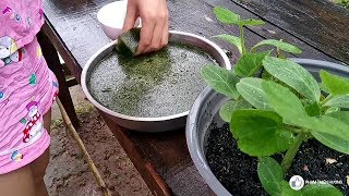 Green grass jelly | How to create a nature plant into jelly | LIFE IN THE COUNTRYSIDE | BEN TRE