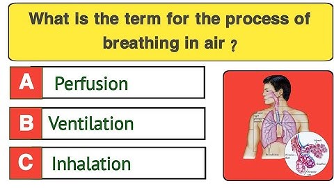 Quiz on Respiratory System || Interactive MCQ on Respiratory System | @biologyexams4u