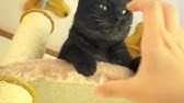 くるねこ くるねこ