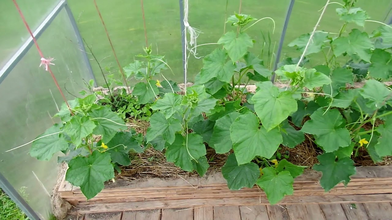 Siltnamio apzvalga | Greenhouse update