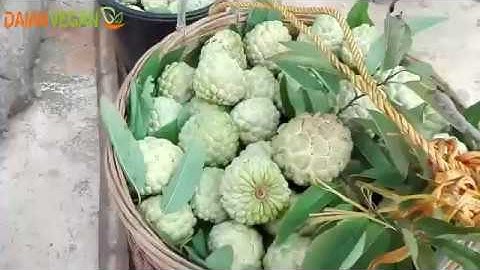 Na Chi Lăng Lạng Sơn- Cách vận chuyển na xuống núi của nông dân